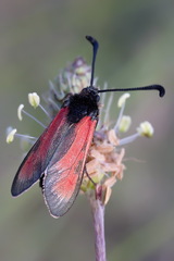 Zygaena punctum