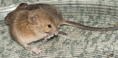 Mus minutoides minutoides
