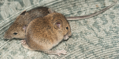 Mus minutoides minutoides