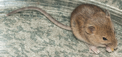 Mus minutoides minutoides