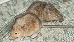 Mus minutoides minutoides