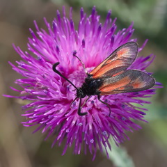 Zygaena punctum