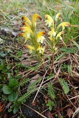 Pedicularis oederi