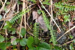 Pedicularis oederi