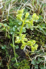 Chrysosplenium rimosum