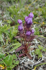 Gentianella auriculata