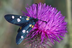 Zygaena ephialtes