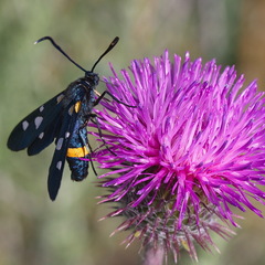 Zygaena ephialtes