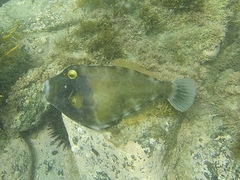 Eubalichthys bucephalus