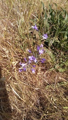 Triteleia laxa
