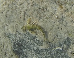 Chironemus marmoratus