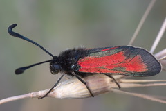 Zygaena punctum
