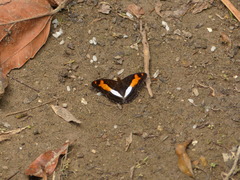 Adelpha jordani