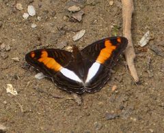 Adelpha jordani