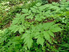 Actaea erythrocarpa