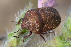 Psacasta exanthematica