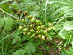 Actaea erythrocarpa