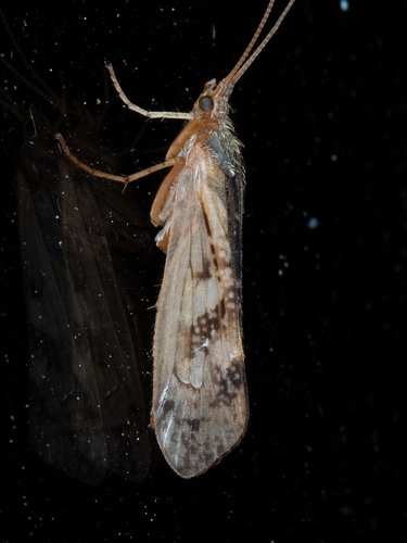 Bleke Schietmot, photo 4 of 10