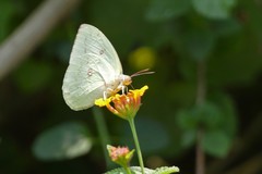 Catopsilia pomona