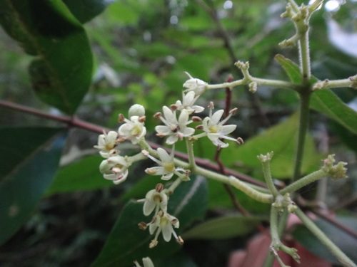 Tetradium ruticarpum (A.Juss.) T.G.Hartley