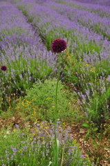 Allium