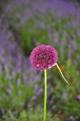 Allium