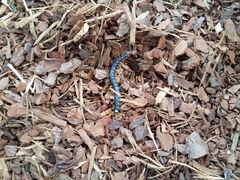 Cormocephalus westwoodi