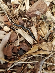 Cormocephalus westwoodi