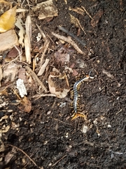 Cormocephalus westwoodi
