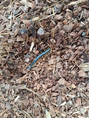 Cormocephalus westwoodi