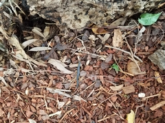 Cormocephalus westwoodi