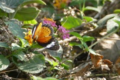 Cethosia cyane