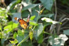 Danaus chrysippus