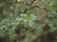 Kunzea amathicola