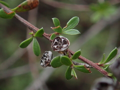 Kunzea amathicola