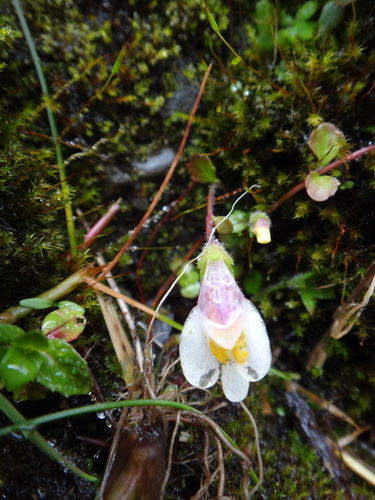 Image of Mazus Alpinus (Mazus alpinus) by (c) 呂一起(Lu i-chi), some rights reserved (CC BY)