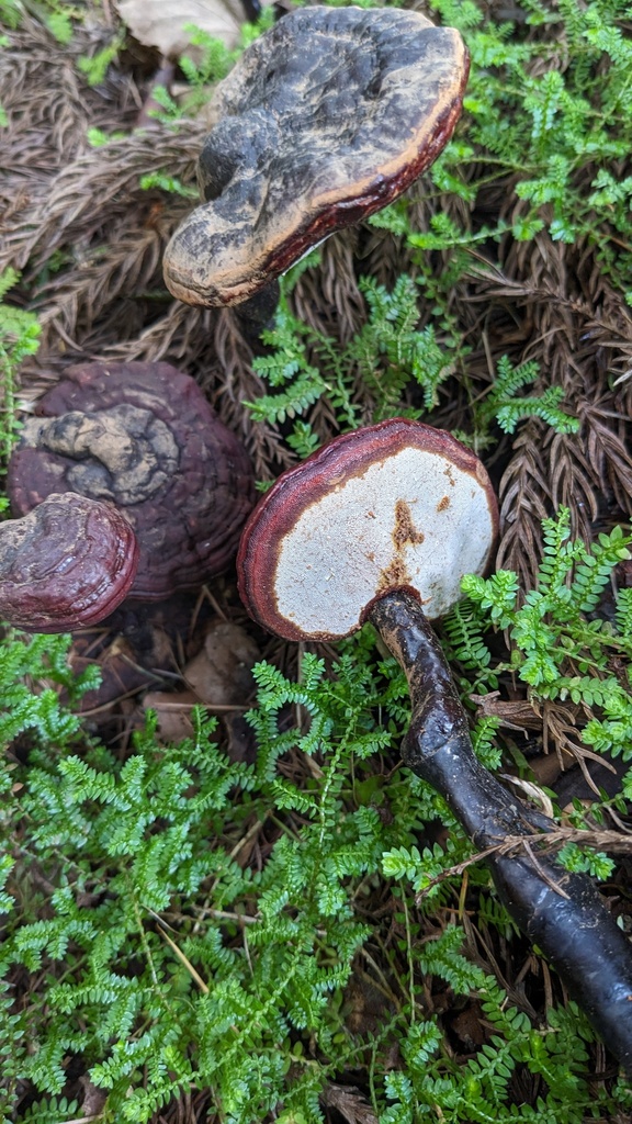 Ganoderma neojaponicum · October 2023 · photo: © atsushi_nakajima_cirque (iNaturalist, cc-by)