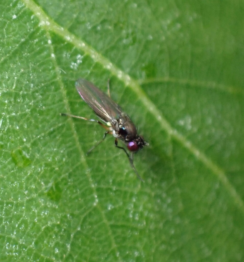 Pasture Fly Rope Black Pasture Fly from 4 Ronald Ct, Somerville VIC 3912, Australia on ...