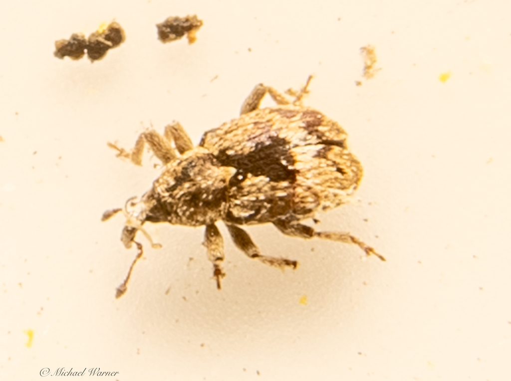 Weevil