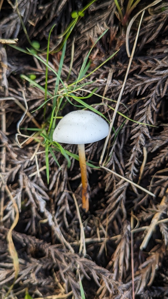 Strobilurus ohshimae · October 2023 · photo: © atsushi_nakajima_cirque (iNaturalist, cc-by)