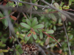 Kunzea amathicola