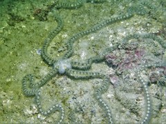Macrophiothrix