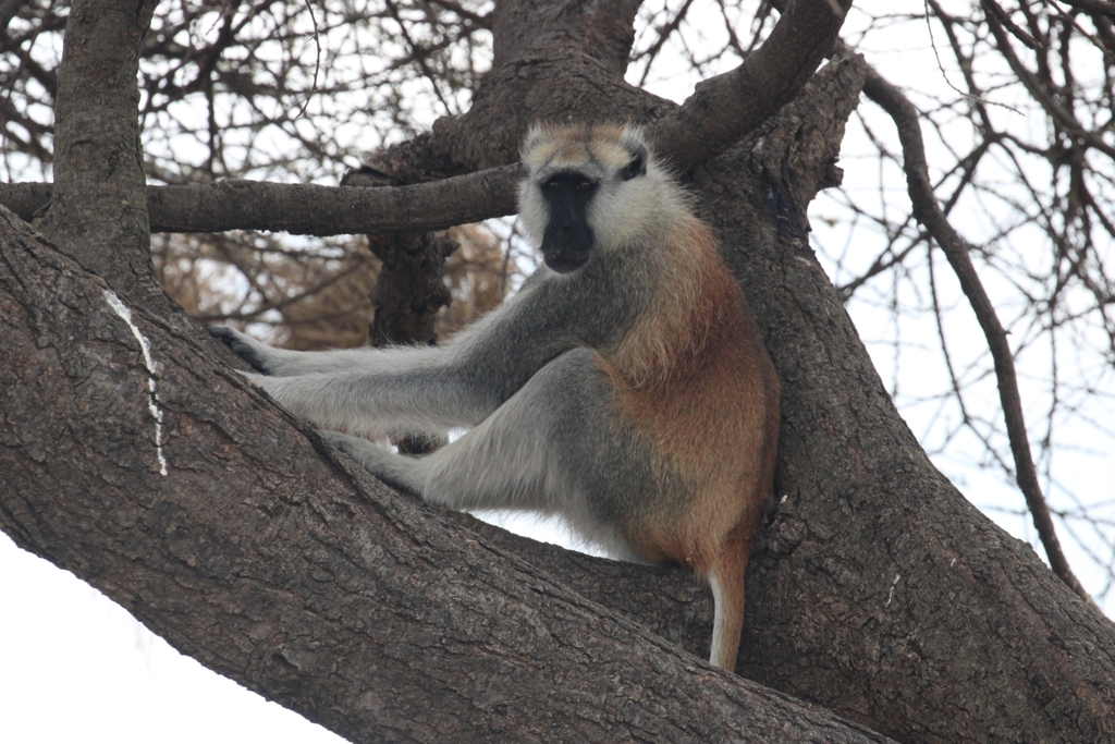 Southern Patas Monkey (Erythrocebus baumstarki)