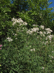 Clematis lathyrifolia