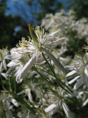 Clematis lathyrifolia