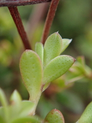 Kunzea amathicola