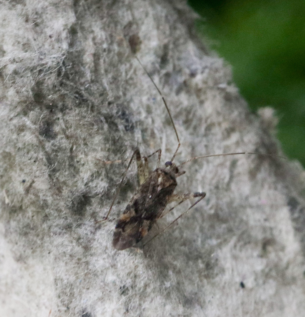 Phytocoris intricatus