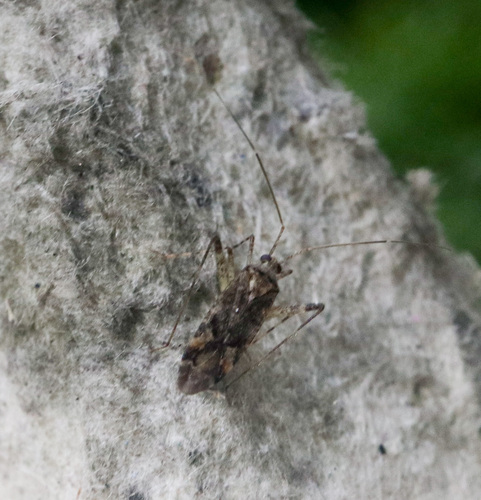 Phytocoris intricatus