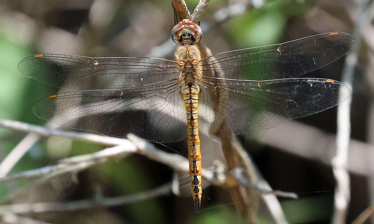 Pantala flavescens image