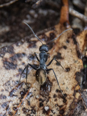 Camponotus suffusus